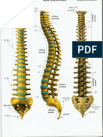 coloana vertebrala.pdf