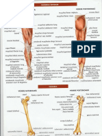 memb. inferioare - Copy.pdf