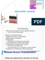 The Muscular System: Student:Arina Cucuruza Gr.M2019