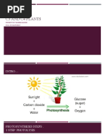 c3 and c4 Plant