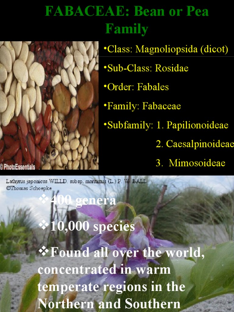 Fabaceae | PDF | Legume | Branches Of Botany
