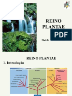 Reino Plantae: Briófitas