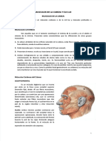 Musculos PDF