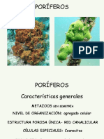 Poríferos