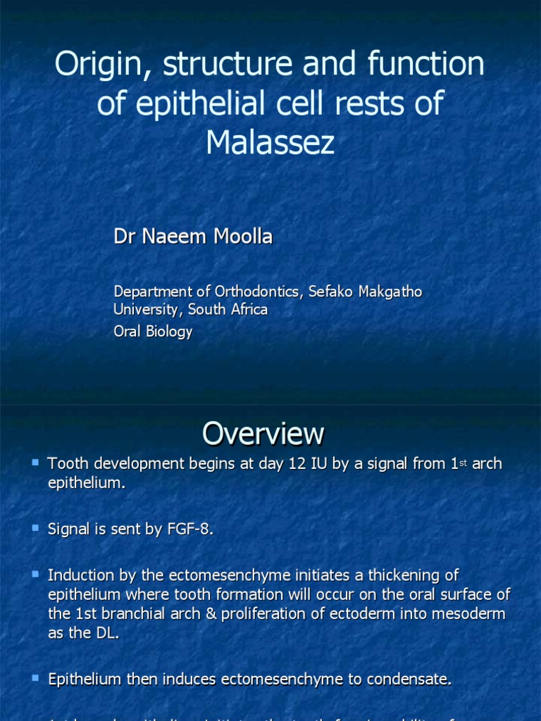 Epithelial Cell Rests of Malassez Overview | PDF | Inflammation | Anatomy