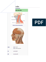 Sistema Muscular