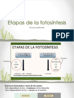 BiologiaDiferenciada4°medio Etapasdelafotosintesis2