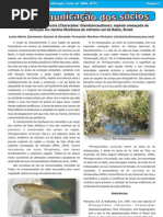 Mimagoniates_sylvicola_sbi