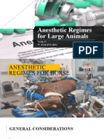 Anesthetic Regimes for Horses and Large Ruminants