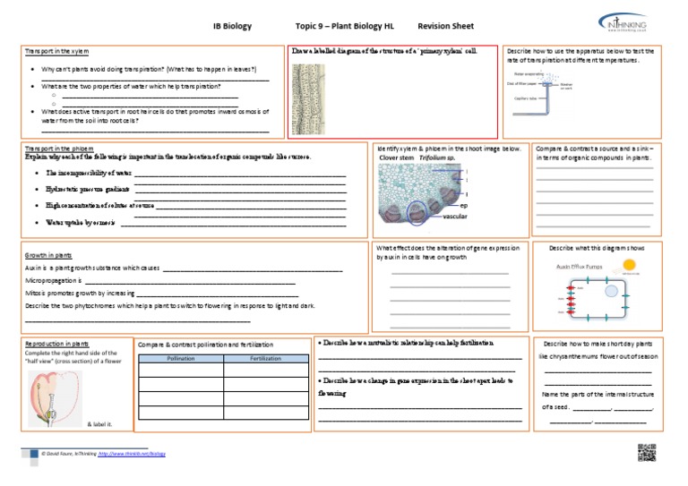 Ib Biology Topic 9 - Plant Biology HL Revision Sheet: © David Faure ...