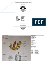 Nabilatul FN - K4 - Porifera - Acara 2 - Hartina Putri