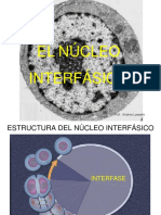 Nucleo Transcripción PDF