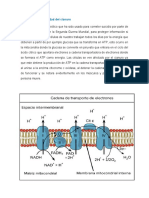 Mecanismo de Toxicidad Del Cianuro