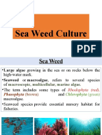 Sea Weed Culture: Species, Techniques and Importance