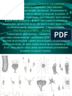 4 5Тваринні джгутикові Опалінові 1