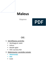 Maleus