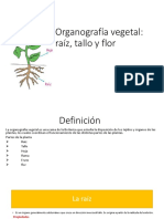 ORGANOGRAFÍA VEGETAL.pdf