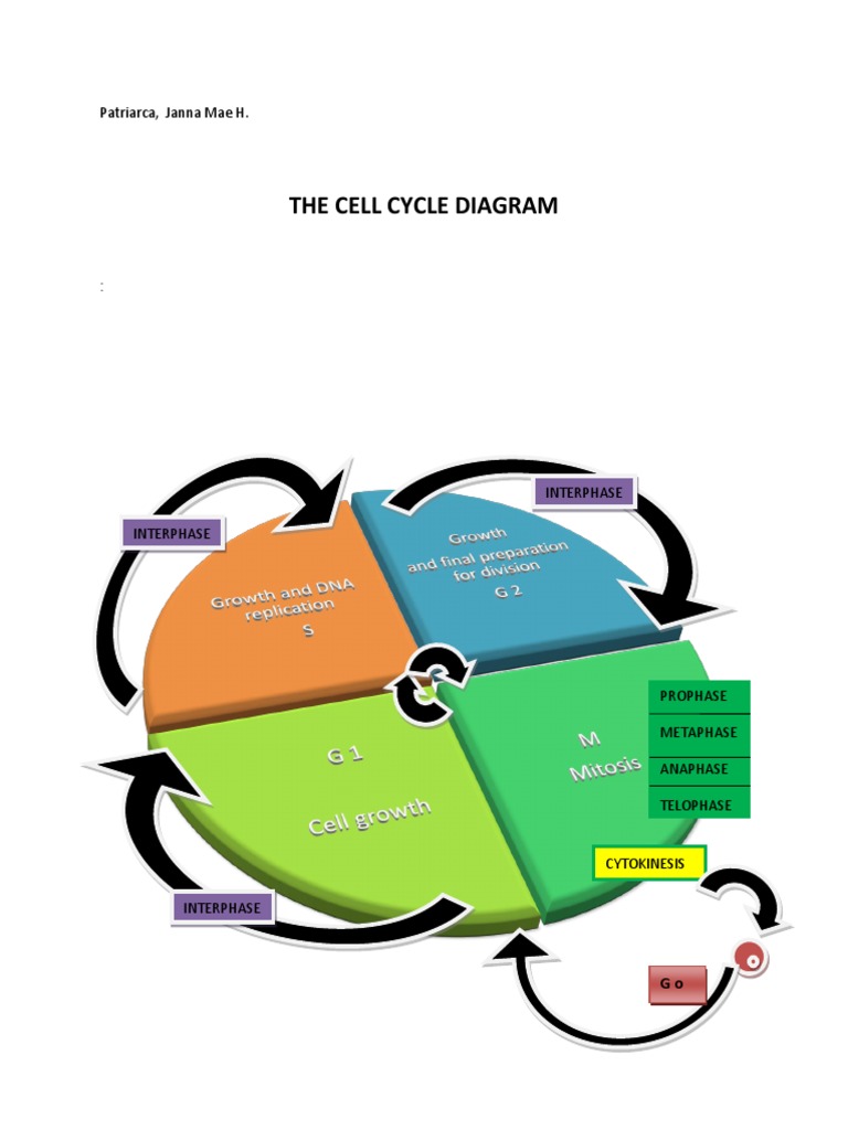 An Illustrated Guide to the Stages of the Cell Cycle with a Focus on ... Biology Diagrams