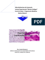 Guía Práctica, N°6, Tejido Muscular PDF