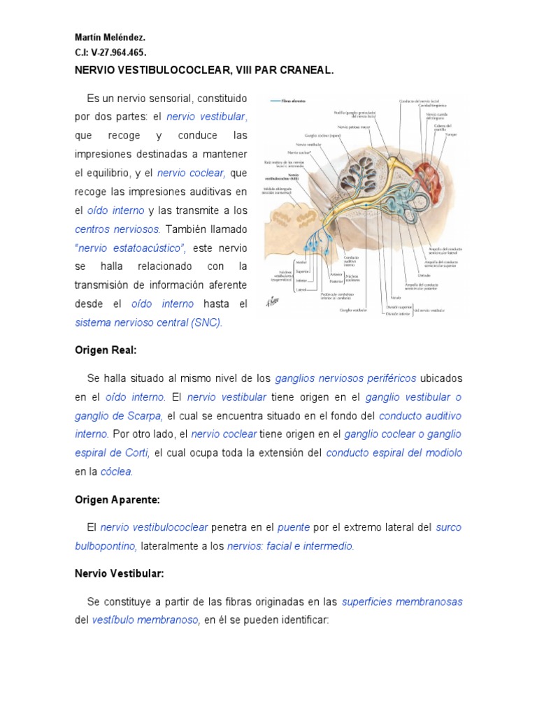 Nervio Vestibulococlear, Anatomía | PDF | Oído | Nervio