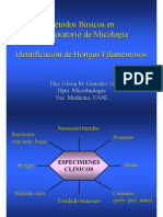 Identificacion de Hongos Filamentosos