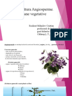 Angiosperme.Organele-vegetative-PPT.pptx