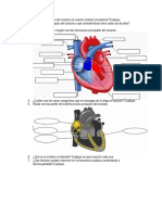 Guía Décimas Sistema Cardiovascular PDF