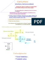 Exp FOSFOLÍPIDO