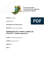Barrenador de Aguacate PDF