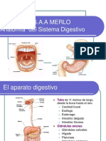 Anatomia Sist Digestivo