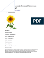 Bahan Determinasi Asteraceae