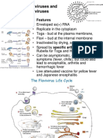 (16b) Togaviridae, Flaviviridae