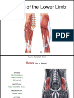 Lower Limb Muscle Functions