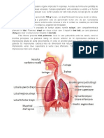 Anatomia Plamanilor (1).pdf