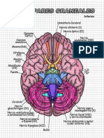 PARES CRANEALES