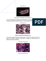 Escherichia Coli