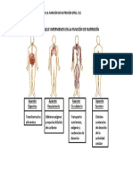 ESQUEMA Los Aparatos Que Intervienen en La Función de Nutrición PDF