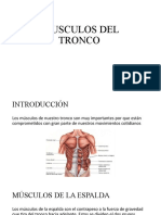 Musculos Del Tronco