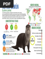 Taxonomía y características de las nutrias | PDF | Nutria | Órdenes de ...
