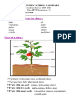 Things That We Get From The Plants - : Delhi Public School Vadodara