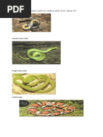 Overview of Snake Species Worldwide | PDF | Snake | Predation
