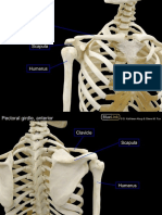 BL HiRes M1 S15 Bones, Joints and Movement 17-18