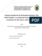 Tesis Garcis y Uypan Hongos E.pachanoi PDF