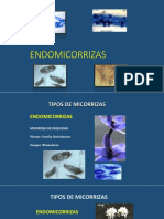 ENDOMICORRIZAS Etq PDF