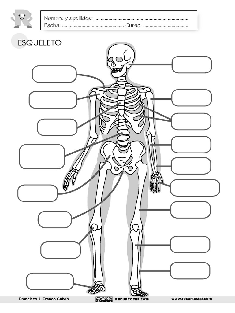 El Esqueleto Ficha PDF | PDF