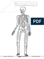 El Esqueleto Lámina Muda PDF