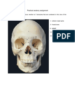 Practical Anatomy Assignment PDF