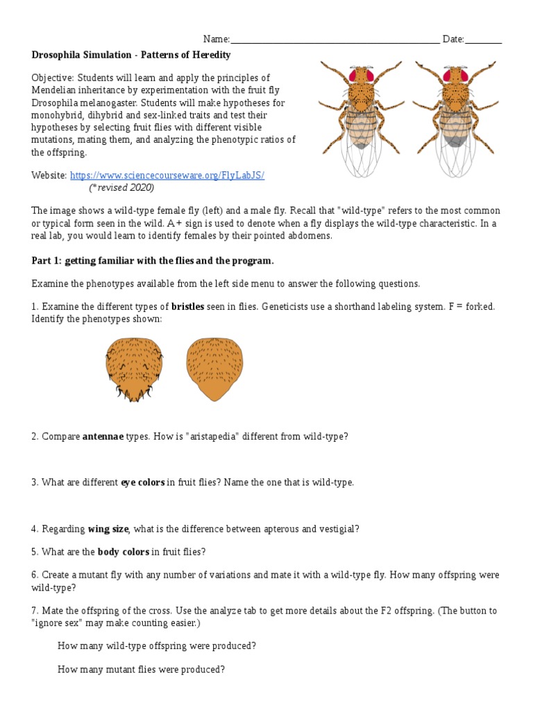 Drosophila Genetics: Monohybrid & Dihybrid Crosses | PDF | Chi Squared ...