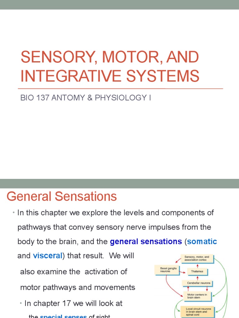 Sensory, Motor, and Integrative Systems Bio 137 Antomy & Physiology I