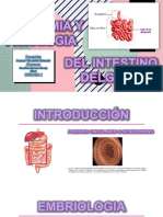 Anatomia y Fisiologia Del Id